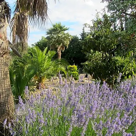 Bed & Breakfast La Palmeraie